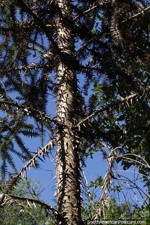 Bunya Pine at Araucaria Provincial Park in San Pedro, Misiones. (480x720px). Argentina, South America.