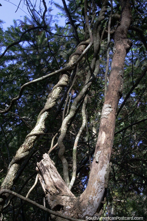 Bosque con un tronco de rbol envolvindose alrededor de otro para sostenerse en el Parque Provincial Araucaria en San Pedro. (480x720px). Argentina, Sudamerica.