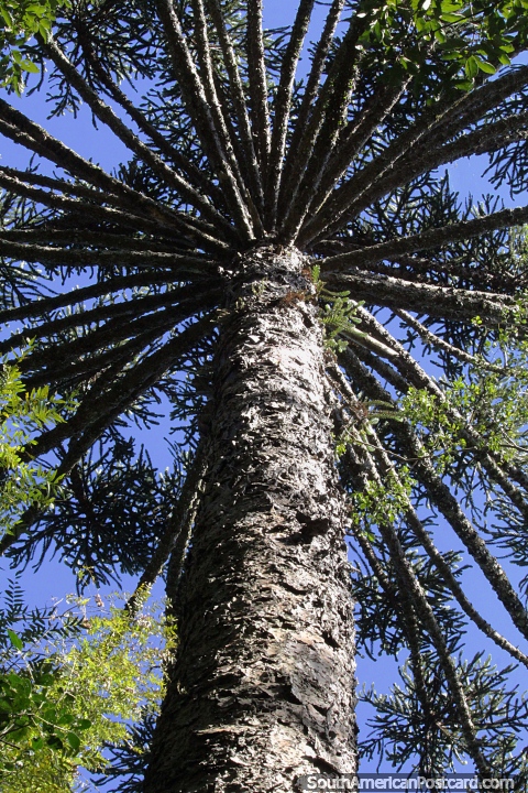 Parque Provincial da Araucria em San Pedro, Misiones com a rvore que leva seu nome - a Araucria. (480x720px). Argentina, Amrica do Sul.