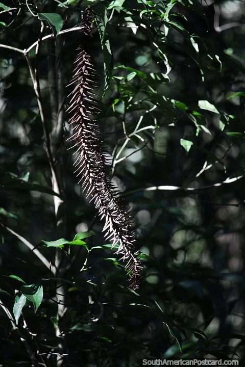 Abeto chins na floresta do Parque Provincial Araucria em San Pedro, Misiones. (480x720px). Argentina, Amrica do Sul.