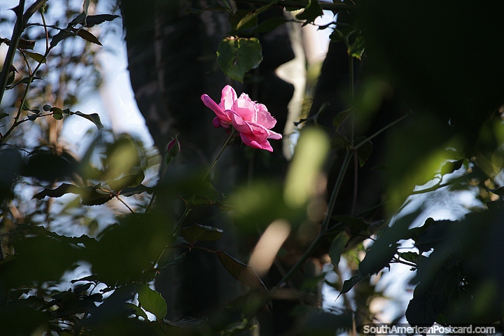 Rosa da China, uma das muitas espcies de flores, plantas ou rvores encontradas em San Pedro, Misiones. (720x480px). Argentina, Amrica do Sul.