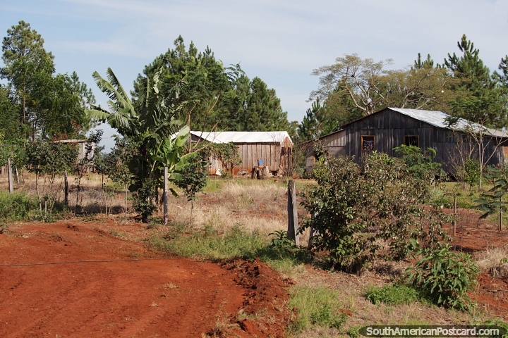 Nice farm with wooden buildings and banana palms in Misiones, north of San Pedro. (720x480px). Argentina, South America.