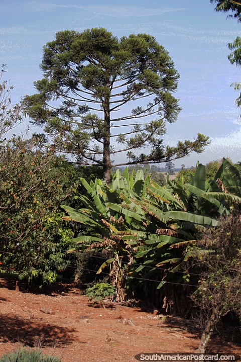 The great Araucaria tree standing tall in Pozo Azul, Misiones. (480x720px). Argentina, South America.