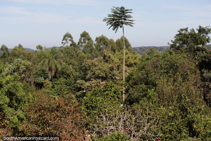 Florestas ao redor de Pozo Azul, na provncia de Misiones. (720x480px). Argentina, Amrica do Sul.