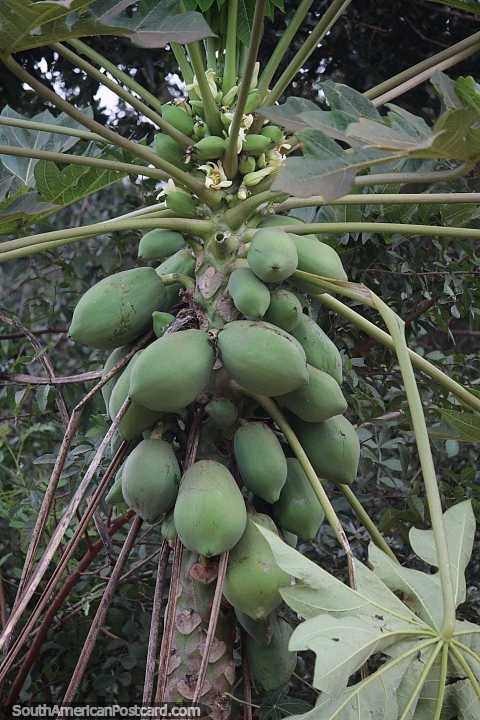 Papaya growing in abundance in the tropical climate of Wanda, Misiones. (480x720px). Argentina, South America.