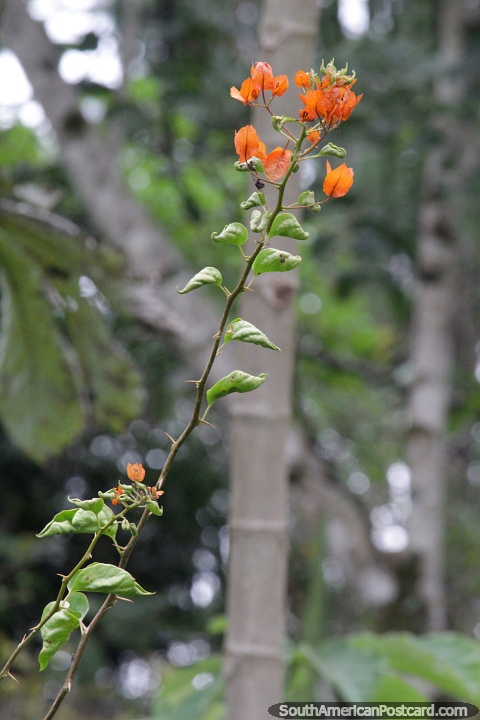 Variedad naranja de la enredadera ornamental Buganvilla que crece en Wanda, Misiones. (480x720px). Argentina, Sudamerica.