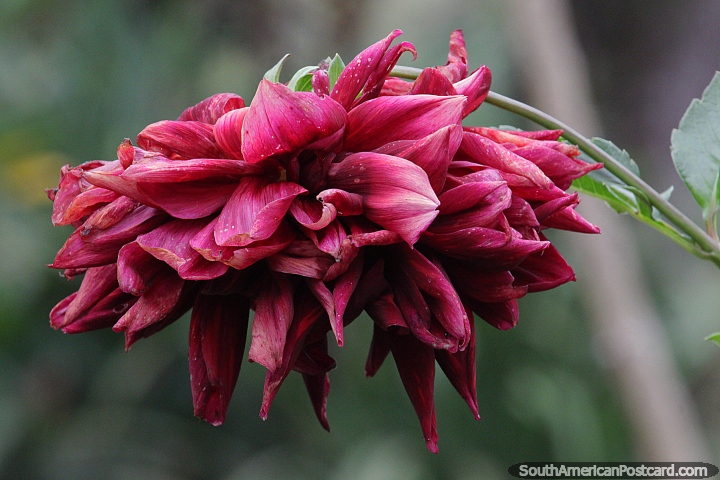 Dahlia, red variety with clustered leaves growing in Wanda, Misiones. (720x480px). Argentina, South America.