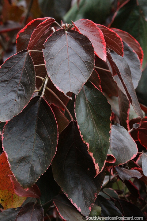 Copperleaf (Acalypha wilkesiana), a leafy plant growing in Wanda, Misiones. (480x720px). Argentina, South America.