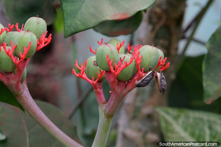 Jatropha podagrica, una planta suculenta inusual que crece en Wanda, Misiones. (720x480px). Argentina, Sudamerica.