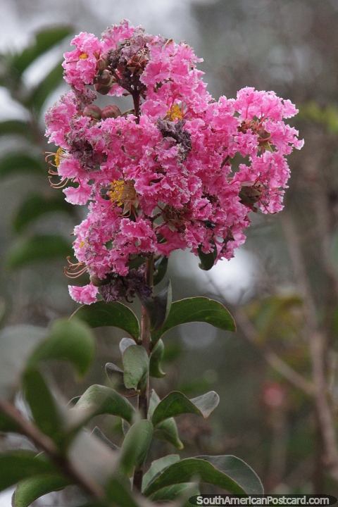 Murta-crepe, variedade rosa, planta e flor atraente e colorida que cresce em Wanda, Misiones. (480x720px). Argentina, Amrica do Sul.