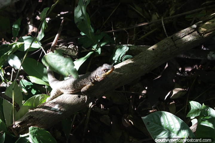 Rptil lagarto na floresta das Cataratas do Iguau. (720x480px). Argentina, Amrica do Sul.