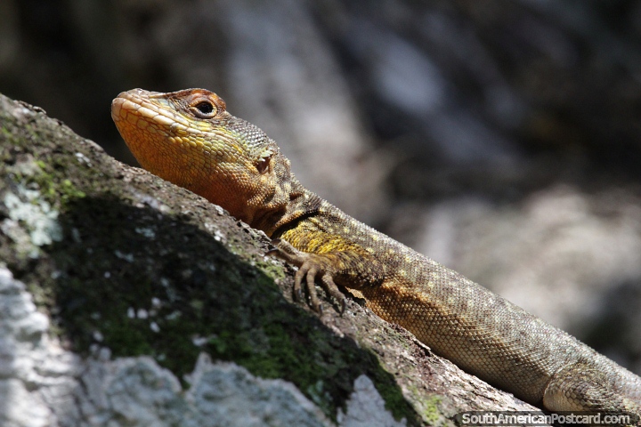 Yellow and brown lizard enjoying the sunshine in a tree at Puerto Iguazu Falls. (720x480px). Argentina, South America.