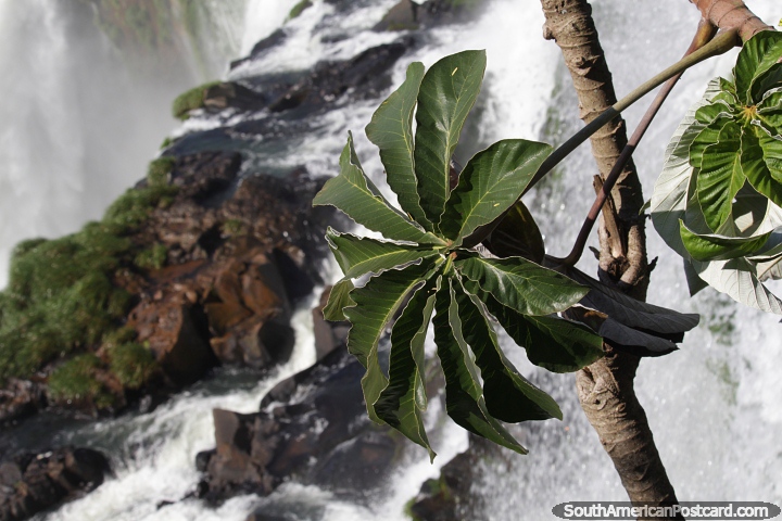 Folhas grandes, natureza e cachoeiras combinam bem em Puerto Iguazu. (720x480px). Argentina, Amrica do Sul.