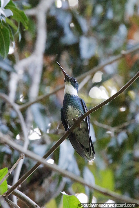 White and green hummingbird in Puerto Iguazu. (480x720px). Argentina, South America.