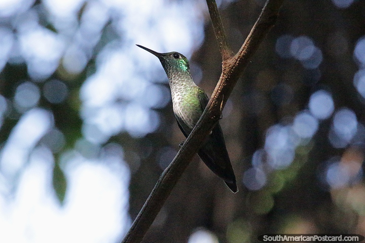 A common variety of hummingbird seen in Puerto Iguazu. (720x480px). Argentina, South America.