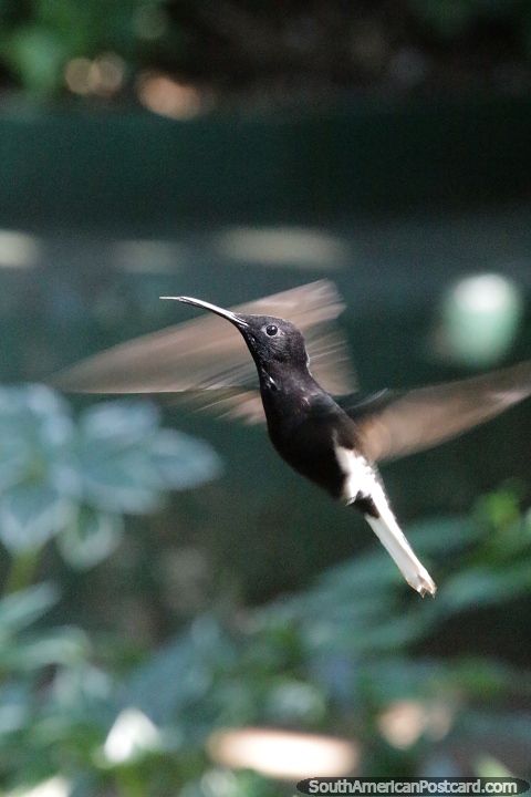 Colibr negro capturado en pleno vuelo en Puerto Iguaz. (480x720px). Argentina, Sudamerica.