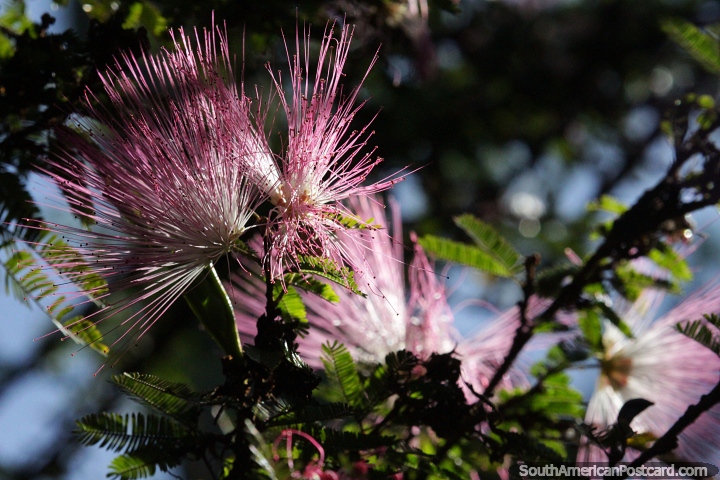 Persian silk tree with pink and white points, very pretty in Puerto Iguazu.  (720x480px). Argentina, South America.