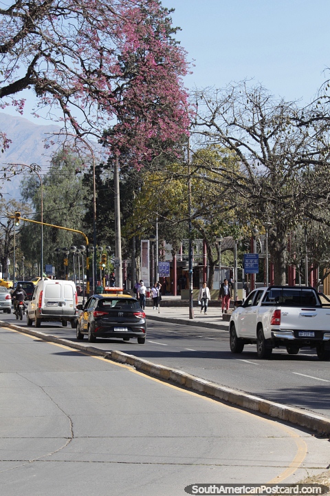 City street with colorful trees in Jujuy. (480x720px). Argentina, South America.