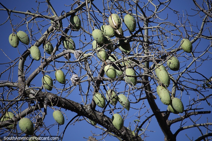 Many large green pods of the silk floss tree grow in the warm climate of Jujuy. (720x480px). Argentina, South America.