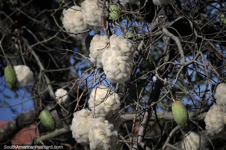 Del rbol del hilo de seda se obtiene una seda vegetal que se utiliza en tapicera, Jujuy. (720x480px). Argentina, Sudamerica.
