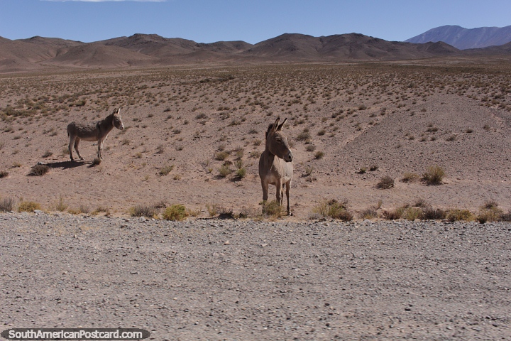 Donkeys in Los Cardones National Park on Route 33. (720x480px). Argentina, South America.
