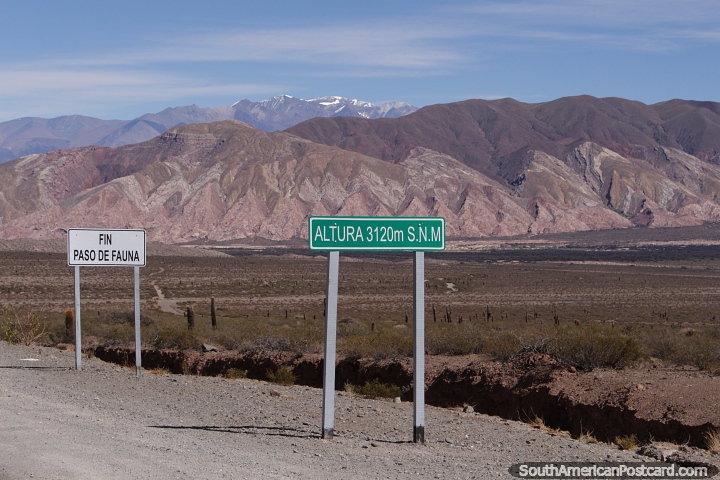 Paso de Fauna at 3120 meters, Route 33, Los Cardones National Park. (720x480px). Argentina, South America.