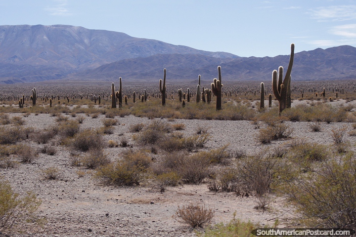Miles de cactus hasta donde alcanza la vista, Ruta 33, Parque Nacional Los Cardones. (720x480px). Argentina, Sudamerica.