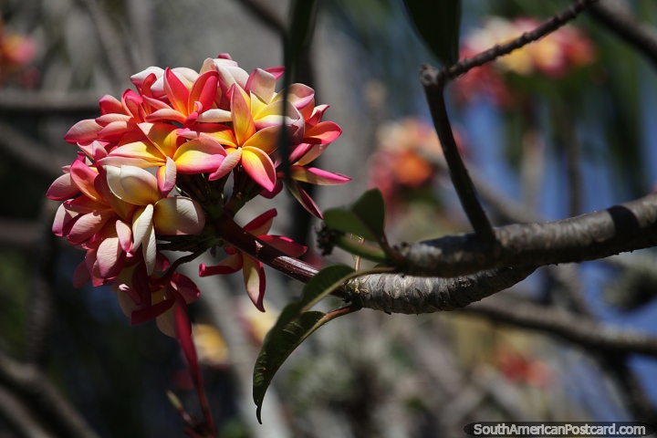 O frangipani vermelho cresce em climas subtropicais e tropicais, como em Santa Cruz. (720x480px). Bolvia, Amrica do Sul.