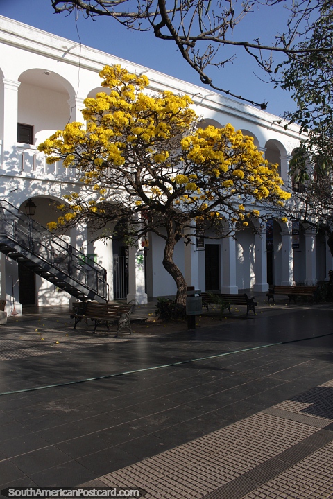 Bright yellow leaves of the Handroanthus Chrysanthus tree in front of white arches in Santa Cruz. (480x720px). Bolivia, South America.