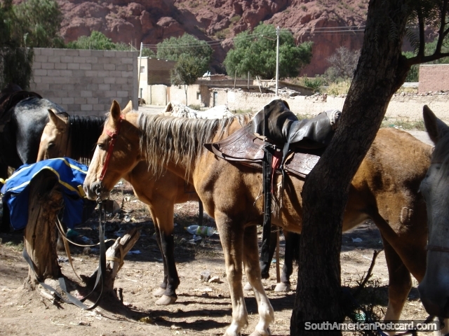 Los caballos para tomarle en el rastro del Nio de Sundance y Butch Cassidy. (640x480px). Bolivia, Sudamerica.