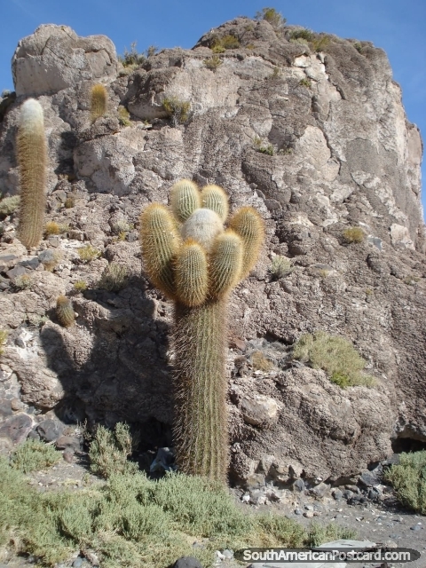 Cactus y roca en Montaa del Cactus en el Salar de Uyuni. (480x640px). Bolivia, Sudamerica.