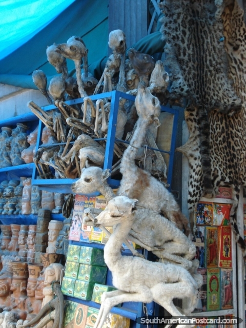 Fetos de la llama secados en el Mercado de Brujas, La Paz. (480x640px). Bolivia, Sudamerica.