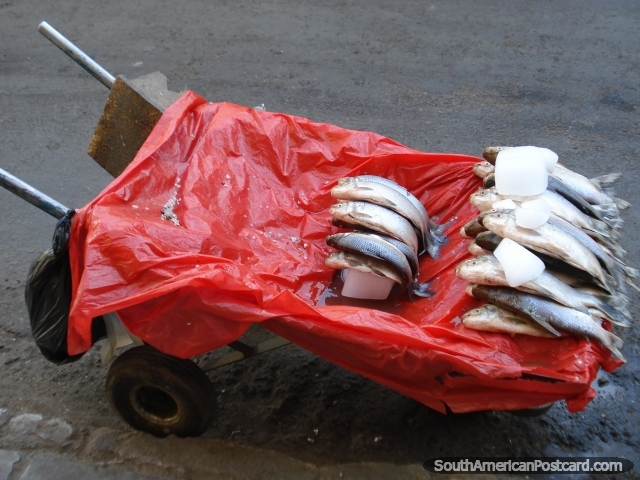 Fresh fish in a wheelbarrow in Cochabamba. (640x480px). Bolivia, South America.