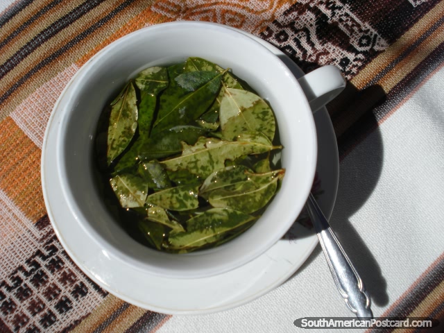 Una verdadera taza de t de la coca con hojas. (640x480px). Bolivia, Sudamerica.
