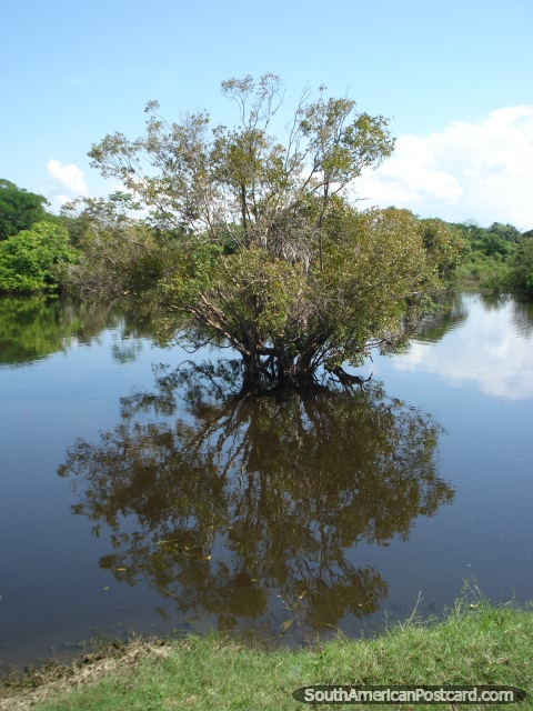Reflexões de árvore de pampas, Rurrenabaque. (480x640px). Bolívia, América do Sul.