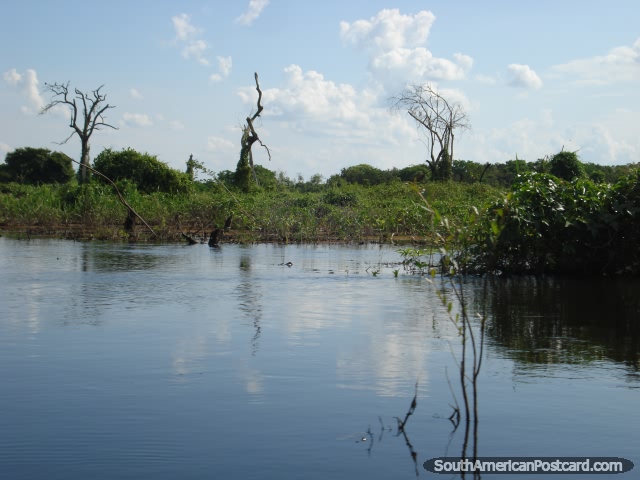 The pampas wetlands in Rurrenabaque is a very peaceful wilderness of water, fauna and wildlife. (640x480px). Bolivia, South America.