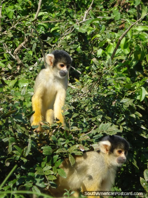 Pequenos macacos de Esquilo enxadrezados em uma rvore em Rurrenabaque. (480x640px). Bolvia, Amrica do Sul.