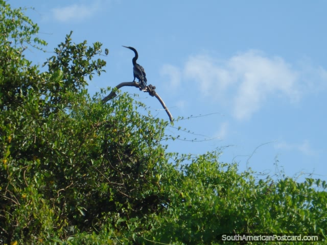 A black Heron in the pampas, Amazon Basin. (640x480px). Bolivia, South America.