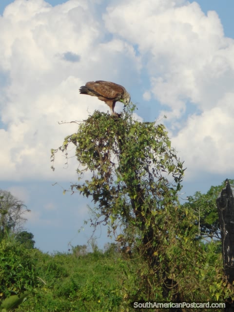 A Hawk in a tree in the Rurrenabaque pampas. (480x640px). Bolivia, South America.