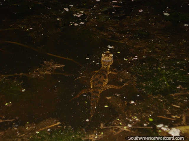 Nocturnal tour looking for baby alligators in Rurrenabaque. (640x480px). Bolivia, South America.