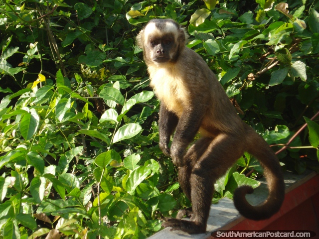 O macaco de aranha embarca o barco em Rurrenabaque. (640x480px). Bolvia, Amrica do Sul.