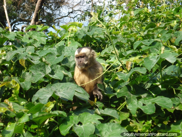 Un mono de la araa en Rurrenabaque pampa. (640x480px). Bolivia, Sudamerica.