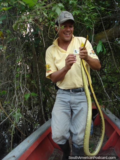 Nuestro gua Luis subi un rbol para conseguir esta anaconda en Rurrenabaque. (480x640px). Bolivia, Sudamerica.