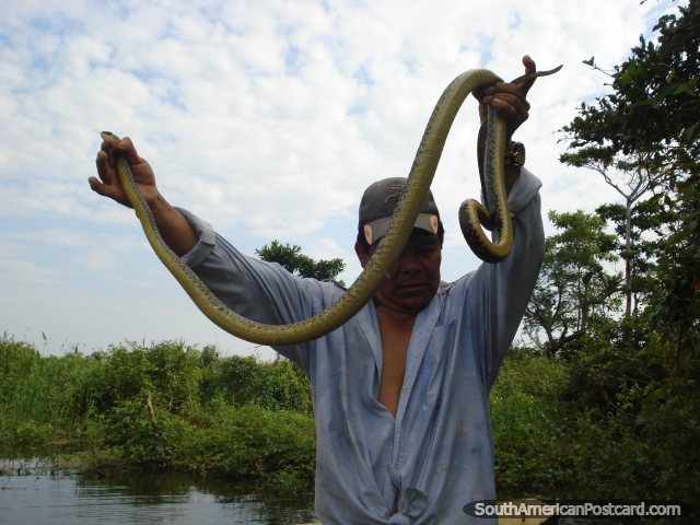 An anaconda found in a tree in Rurrenabaque. (640x480px). Bolivia, South America.