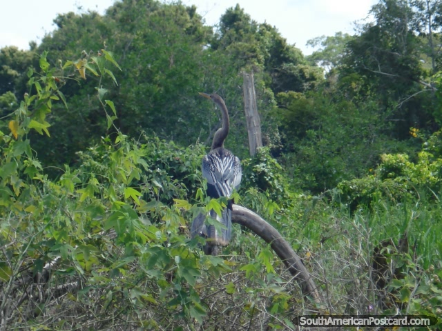A Heron in the Rurrenabaque pampas. (640x480px). Bolivia, South America.