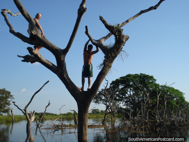 We swam, we climbed, we conquered, tree climbing in Rurrenabaque. (640x480px). Bolivia, South America.