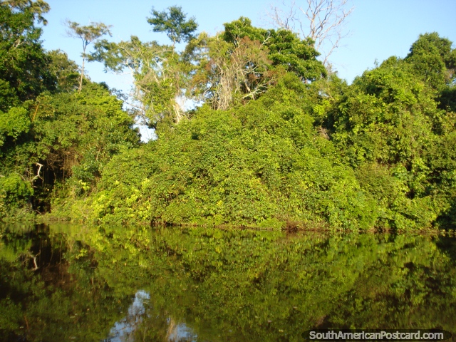 Greenness and its reflections on the river in Rurrenabaque. (640x480px). Bolivia, South America.