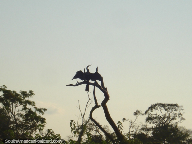 Um pssaro seca as suas asas em uma rvore em Rurrenabaque. (640x480px). Bolvia, Amrica do Sul.
