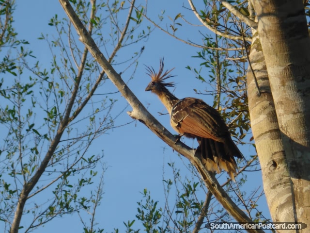 A Hoatzin bird of paradise in the Rurrenabaque pampas. (640x480px). Bolivia, South America.
