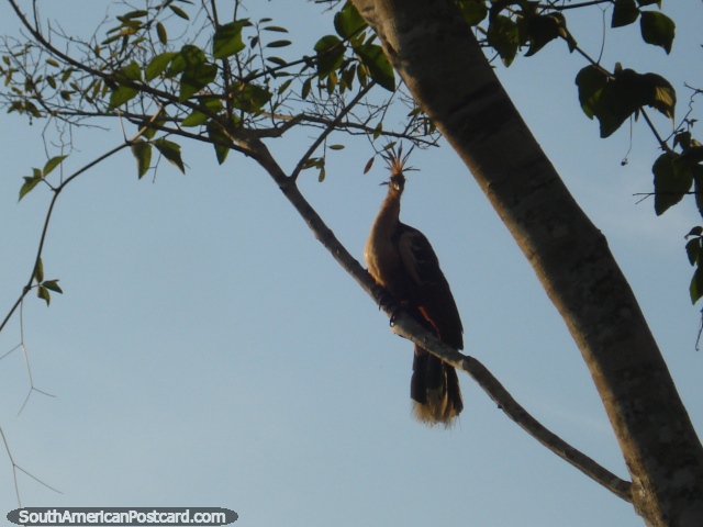 Hoatzin bird of paradise in Rurrenabaque. (640x480px). Bolivia, South America.